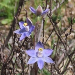 Thelymitra pauciflora (Slender Sun Orchid) at Theodore, ACT - 23 Oct 2020 by owenh