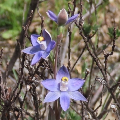 Thelymitra pauciflora (Slender Sun Orchid) at Theodore, ACT - 23 Oct 2020 by owenh