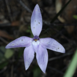 Glossodia major at Downer, ACT - 22 Oct 2020