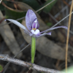 Glossodia major at Downer, ACT - 22 Oct 2020