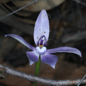 Glossodia major at Downer, ACT - 22 Oct 2020