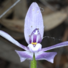 Glossodia major at Downer, ACT - 22 Oct 2020