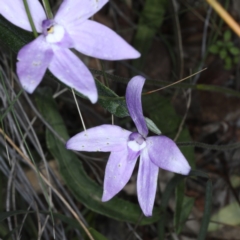 Glossodia major at Downer, ACT - 22 Oct 2020