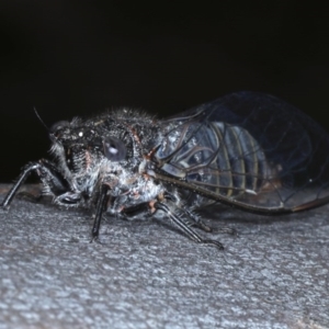 Atrapsalta furcilla at Downer, ACT - 22 Oct 2020