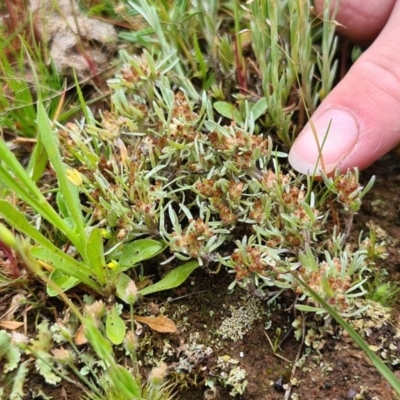 Gnaphalium indutum (Tiny Cudweed) at Throsby, ACT - 15 Oct 2020 by TympoEm