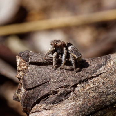 Maratus vespertilio (Bat-like peacock spider) at Fyshwick, ACT - 23 Oct 2020 by DPRees125