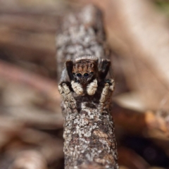 Maratus vespertilio at Fyshwick, ACT - 23 Oct 2020