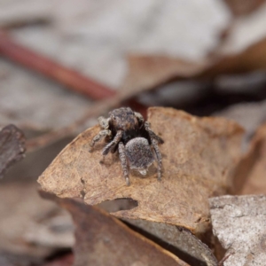 Maratus vespertilio at Fyshwick, ACT - suppressed