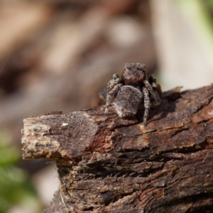 Maratus vespertilio at Fyshwick, ACT - suppressed