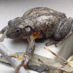 Litoria peronii (Peron's Tree Frog, Emerald Spotted Tree Frog) at Bawley Point, NSW - 23 Oct 2020 by GLemann