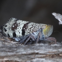 Platybrachys decemmacula at Downer, ACT - 22 Oct 2020 11:34 AM