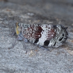 Platybrachys decemmacula at Downer, ACT - 22 Oct 2020 11:34 AM