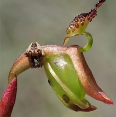 Caleana minor (Small Duck Orchid) at Aranda, ACT - 23 Oct 2020 by CathB