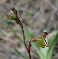 Caleana minor at Aranda, ACT - suppressed