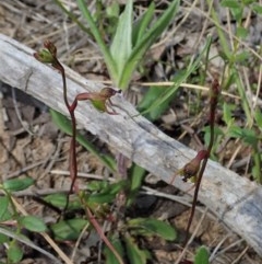 Caleana minor at Aranda, ACT - suppressed