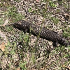 Tiliqua rugosa (Shingleback Lizard) at Campbell, ACT - 23 Oct 2020 by Rebeccaryanactgov