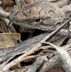 Amphibolurus muricatus (Jacky Lizard) at Burra, NSW - 22 Oct 2020 by Safarigirl