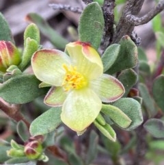 Hibbertia obtusifolia (Grey Guinea-flower) at Burra, NSW - 22 Oct 2020 by Safarigirl