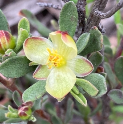 Hibbertia obtusifolia (Grey Guinea-flower) at Burra, NSW - 22 Oct 2020 by Safarigirl