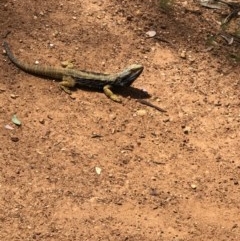 Pogona barbata (Eastern Bearded Dragon) at Mount Ainslie - 23 Oct 2020 by Rebeccaryanactgov