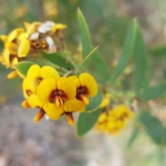 Daviesia mimosoides (Bitter Pea) at Latham, ACT - 23 Oct 2020 by tpreston