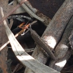 Goniaea opomaloides (Mimetic Gumleaf Grasshopper) at Umbagong District Park - 23 Oct 2020 by tpreston