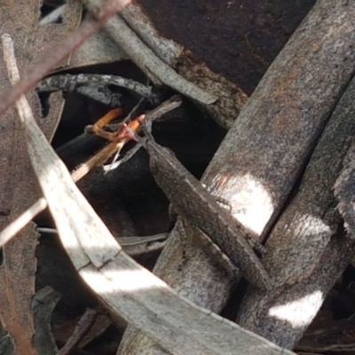 Goniaea opomaloides (Mimetic Gumleaf Grasshopper) at Latham, ACT - 23 Oct 2020 by tpreston