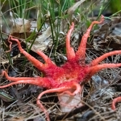 Aseroe rubra (Anemone Stinkhorn) at Tura Beach, NSW - 23 Oct 2020 by peterharris