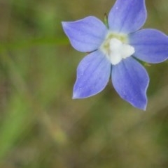 Wahlenbergia sp. (Bluebell) at Latham, ACT - 23 Oct 2020 by tpreston