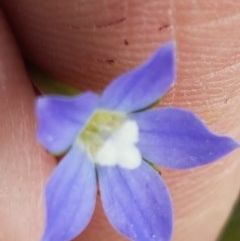 Wahlenbergia sp. at Latham, ACT - 23 Oct 2020