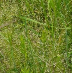 Wahlenbergia sp. at Latham, ACT - 23 Oct 2020