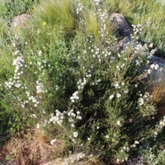 Kunzea parvifolia at Jerrabomberra, NSW - 23 Oct 2020