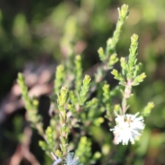 Kunzea parvifolia at Jerrabomberra, NSW - 23 Oct 2020