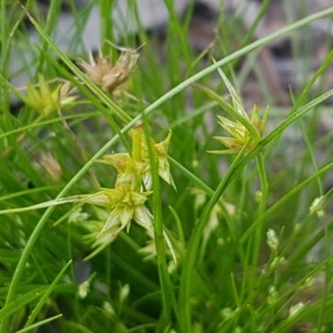 Juncus capitatus at Macgregor, ACT - 23 Oct 2020