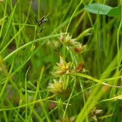 Juncus capitatus at Macgregor, ACT - 23 Oct 2020