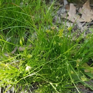 Juncus capitatus at Macgregor, ACT - 23 Oct 2020