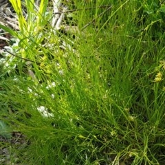 Juncus capitatus at Macgregor, ACT - 23 Oct 2020