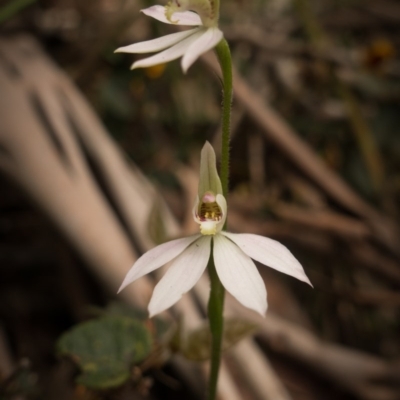 Caladenia carnea (Pink Fingers) at Uriarra, NSW - 23 Oct 2020 by Jek