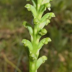 Microtis unifolia (Common Onion Orchid) at Theodore, ACT - 23 Oct 2020 by owenh