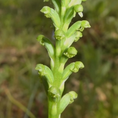 Microtis unifolia (Common Onion Orchid) at Theodore, ACT - 23 Oct 2020 by owenh