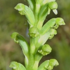 Microtis unifolia at Theodore, ACT - 23 Oct 2020