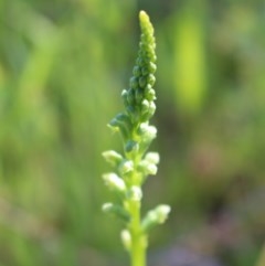 Microtis sp. (Onion Orchid) at Jerrabomberra, NSW - 23 Oct 2020 by Sarah2019