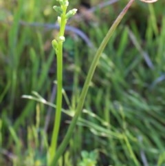 Microtis sp. at Jerrabomberra, NSW - suppressed