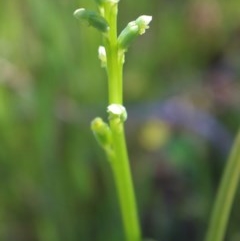 Microtis sp. at Jerrabomberra, NSW - suppressed