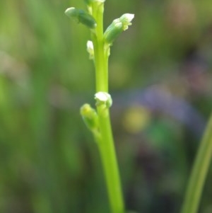 Microtis sp. at Jerrabomberra, NSW - suppressed