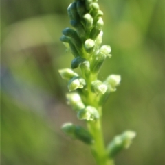 Microtis sp. at Jerrabomberra, NSW - suppressed