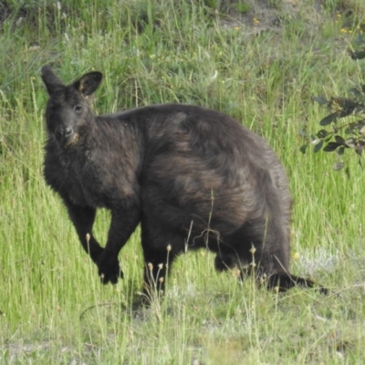 Osphranter robustus robustus (Eastern Wallaroo) at Kambah, ACT - 23 Oct 2020 by HelenCross