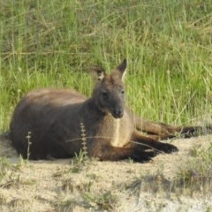 Osphranter robustus robustus at Kambah, ACT - 23 Oct 2020