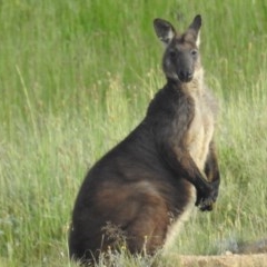 Osphranter robustus robustus at Kambah, ACT - 23 Oct 2020 07:57 AM