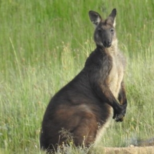 Osphranter robustus robustus at Kambah, ACT - 23 Oct 2020